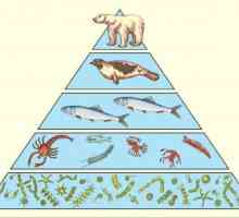 De ce sunt necesare și care sunt regulile piramidelor ecologice