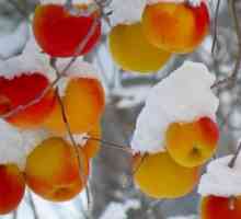 Blank-uri pentru iarnă - pot îngheța merele?