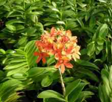 Zamiokulkas este o floare de celibat. Feedback de la proprietarii de plante ornamentale
