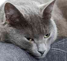 Constipația la o pisică: cauze și tratament la domiciliu