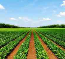 Земли сельскохозяйственного назначения - это... Перевод земель сельскохозяйственного назначения в…
