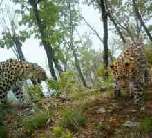 `Leopard Land` - un parc național în Primorsky Krai