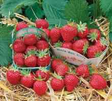 Strawberry garden (căpșuni) Mara de Bois: recenzii, descrierea gradului, fotografie