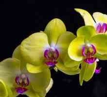 Orhidee galbene - un simbol al a ceea ce? Buchet de orhidee galbene