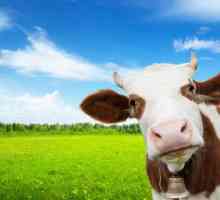 Rase de carne de bovine: sfaturi privind reproduceri și caracteristici