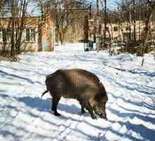 Animalele de la Cernobîl: Viața după catastrofă