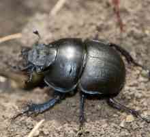 Beetle Strider: Tehnici de luptă
