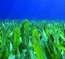 Importanța algelor în natură. Care este semnificația pentru natura algelor maro, verde și roșu