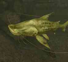 Golden catfishes: conținut și reproducere în acvariu