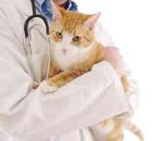 Un tartru într-o pisică: cauze, tratament, prevenire
