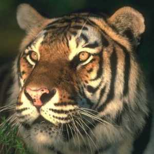 1974 Ani. Ce fel de animal a fost el? Istoria horoscopului estic și caracteristicile tigrilor