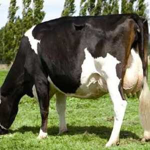 Vaca lui Holstein ne va trata cu lapte!