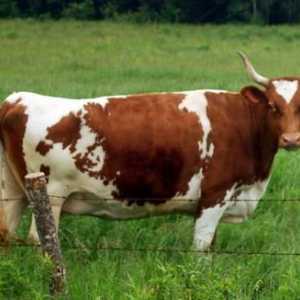 Rasa de vaci Ayrshire - o capodopera a cresterii bovinelor de lapte