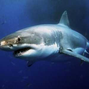 Shark Tumor: descriere și fotografie