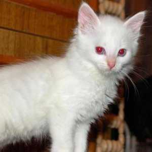 Albino-pisica: descriere, natura si caracteristicile continutului. Gena albinismului