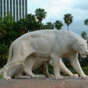 Leul american: strămoșul gigant al pisicilor moderne