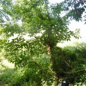 Amur catifea. Proprietățile vindecătoare ale copacului vindecător