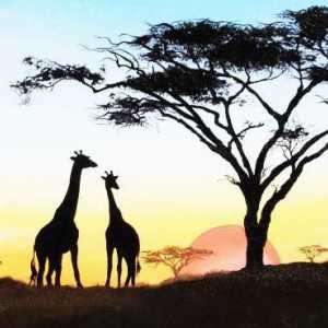 Analiza poemului Gumilev `Girafa`, istoria creației