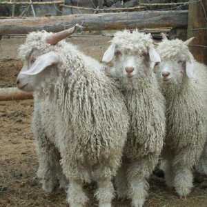 Angora lână: calitate, demnitate. Fire de lână pentru lucrări de mătase