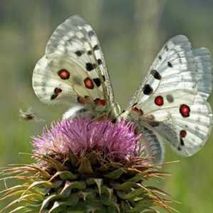 Butterfly Apollo: fapte și descrieri interesante