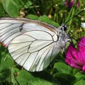 Fluture-păducel: nevinovat, dar foarte dăunător
