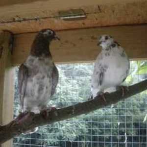 Baku porumbei (porumbei de sacrificare): o descriere a rasei