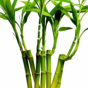 Bamboo: unde creste si cu ce viteza? Este iarba sau lemnul de bambus?