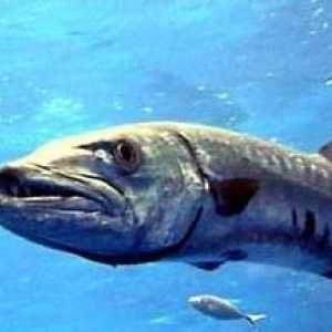 Barracuda - peștele este atât de diferit