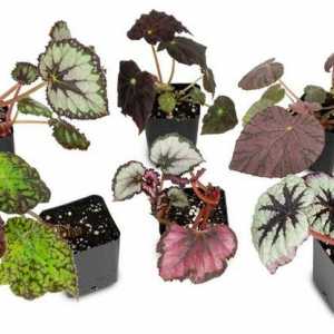 Sala Begonia: specie, descriere, fotografie, îngrijire și reproducere acasă