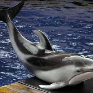 Delfin cu gât alb: descriere. Modul de viață în mediul natural
