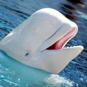 Beluga (delfin): descriere, fotografie