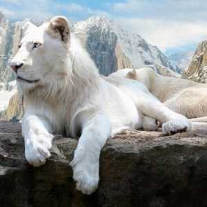 Leii albi - o legenda care a devenit o realitate