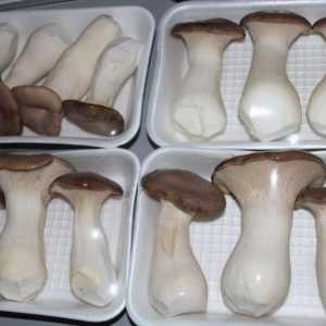 Ciupercile de stepă albă din Yeringa: caracteristicile și particularitățile cultivării