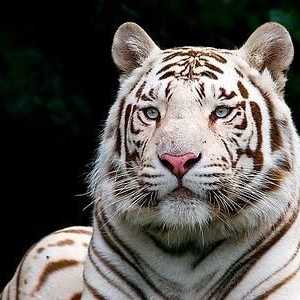 Bengal alb tigru, uimitor și frumos