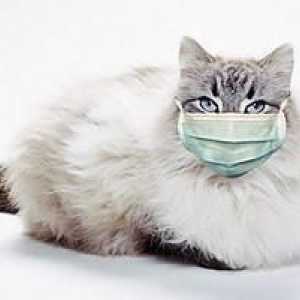 Boli ale animalelor domestice: calcivirus într-o pisică