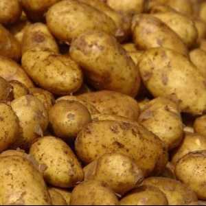 Bolile și controlul cartofilor. Cartofi: boli și dăunători