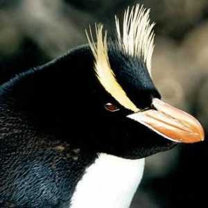 Pinguini cu creasta mare: descriere și fotografie