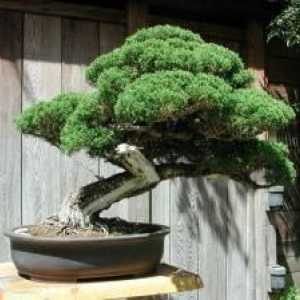 Bonsai: cum să crească din semințe. Cultivarea bonsai de pin, stejar, artar