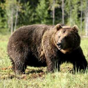 Urs brun: o scurtă descriere, masă, dimensiuni. Obiceiurile unui urs brun