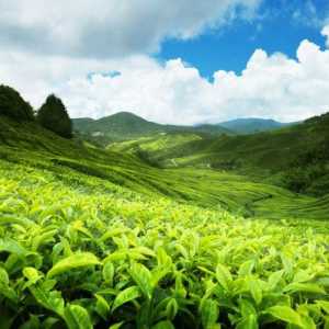 Plantații de ceai. Atracțiile din Sri Lanka: plantații de ceai