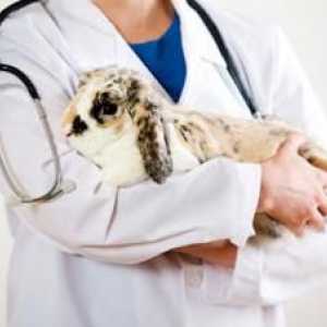 Mai degrabă decât pentru a trata diareea la iepuri? Boli ale iepurilor: simptome și tratament