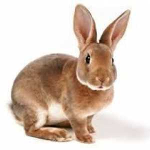Care este diferența dintre iepurele de iepure și iepure: similaritate și diferență