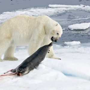 Ce mănâncă urșii polari? Urmeaza ursul polar al pinguinilor?