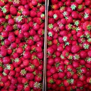 Ce hrănesc grădinarii de căpșuni?