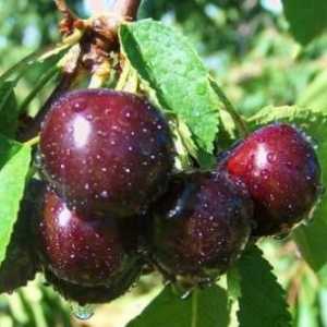 Cherry `isput` este una dintre cele mai populare soiuri