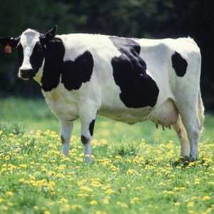 Rasă de vaci alb-negru: o caracteristică