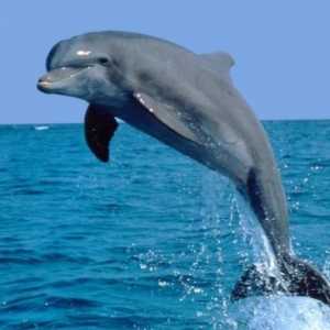 Delfinul bottlenose de la Marea Neagră este o specie de mamifere marine foarte dezvoltate