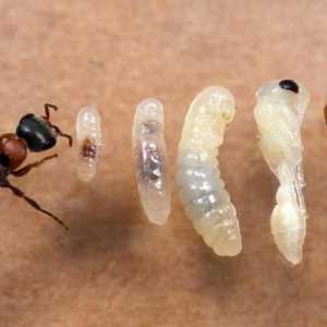 Patru etape de dezvoltare a furnici: transformare completă