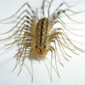 Dacă ai centipede în apartamentul tău?