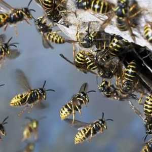 Ce să faci cu viermi de viespi. Sfaturi utile